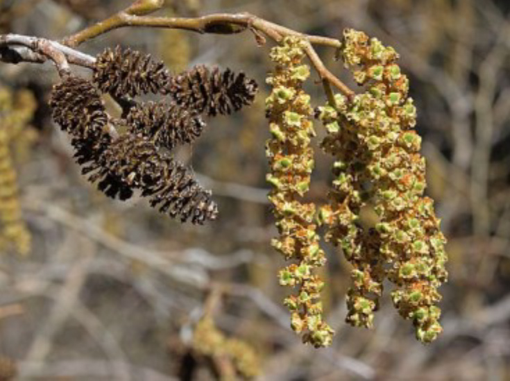 Speckled Alder (Alnus incana rugusa) [catkin]