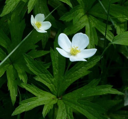 Canada Anemone (Anemone canadensis)