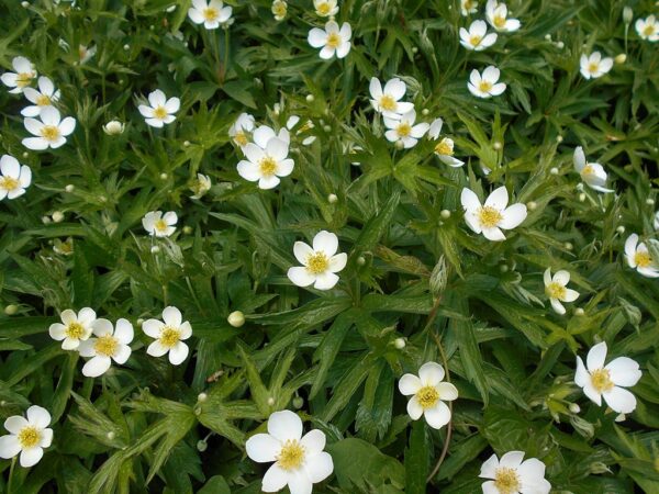 Anemone canadensis Salicyna CC BY SA 4.0 httpscreativecommons.orglicensesby sa4.0 via Wikimedia Commons