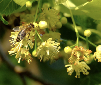 Basswood (Tilia americana) [bloom with Honey Bee]