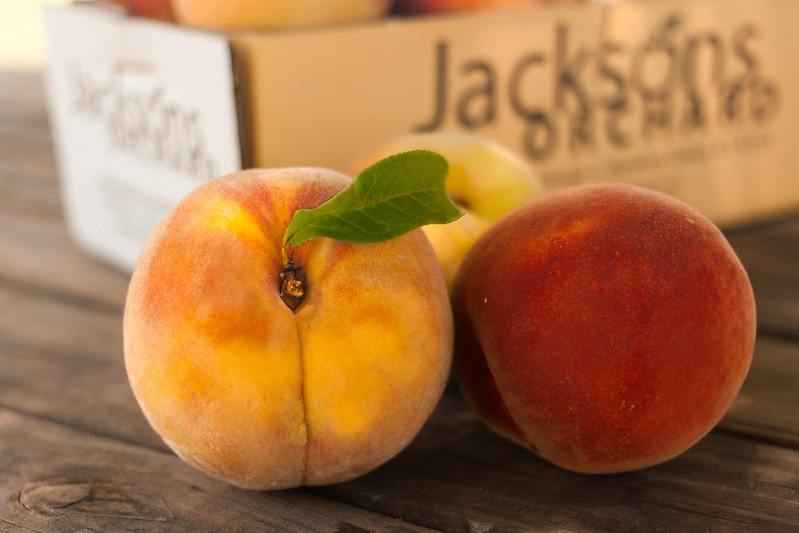 'Contender' Peach (Prunus persica 'Contender')