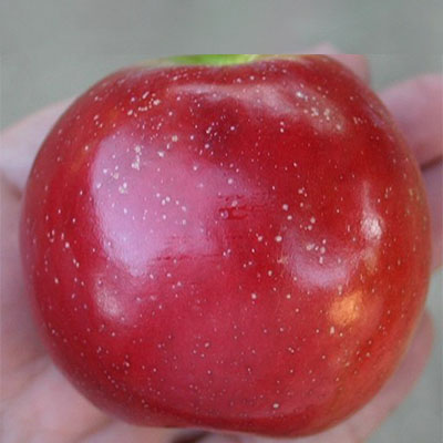 Enterprise Apple 1