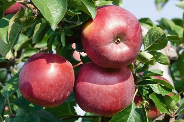 Fruit Trees Apple Home