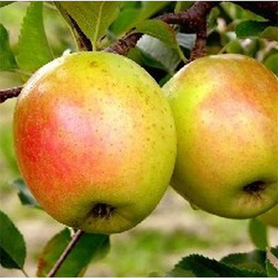 Goldrush Apple