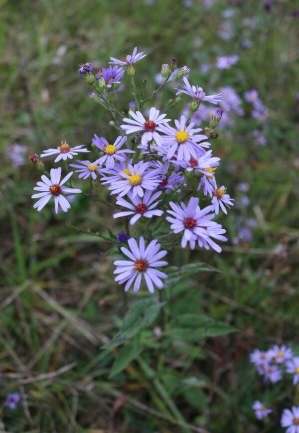 Smooth Blue Aster (Symphyotrichum laeve)