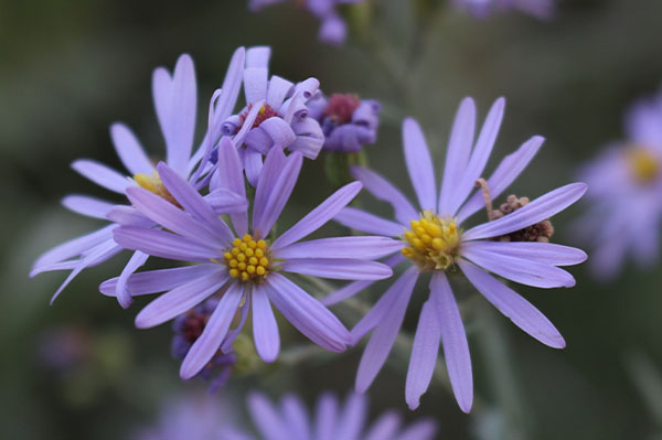 Smooth Blue Aster
