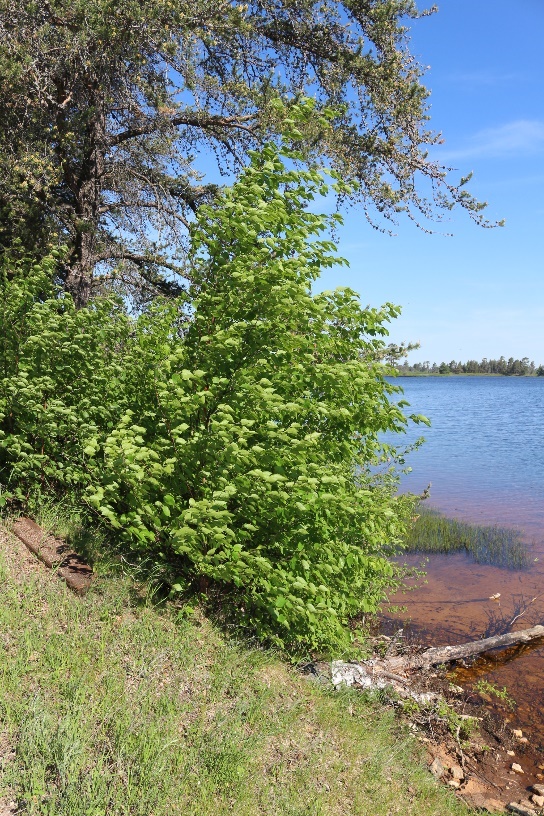Speckled Alder 01