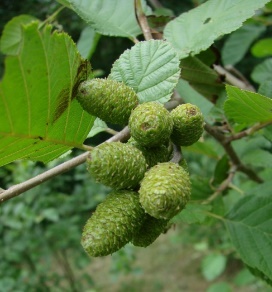 Speckled Alder 03