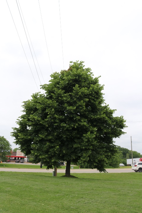 Basswood (Tilia americana)