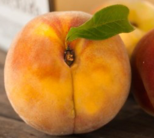 'Contender' Peach (Prunus persica 'Contender')