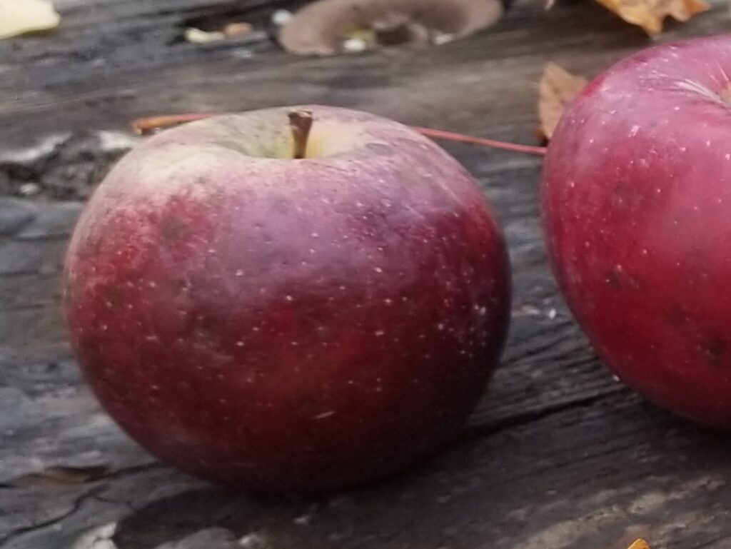 'Winecrisp' Apple (Malus domestica 'Winecrisp')