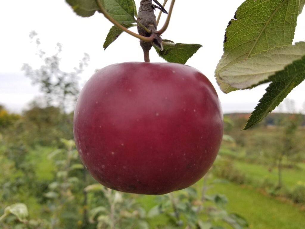 Enterprise Apple Albrechts Nursery and Orchard Chippewa Falls WI