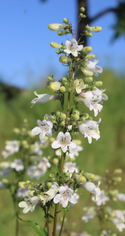 Foxglove Beard-tongue