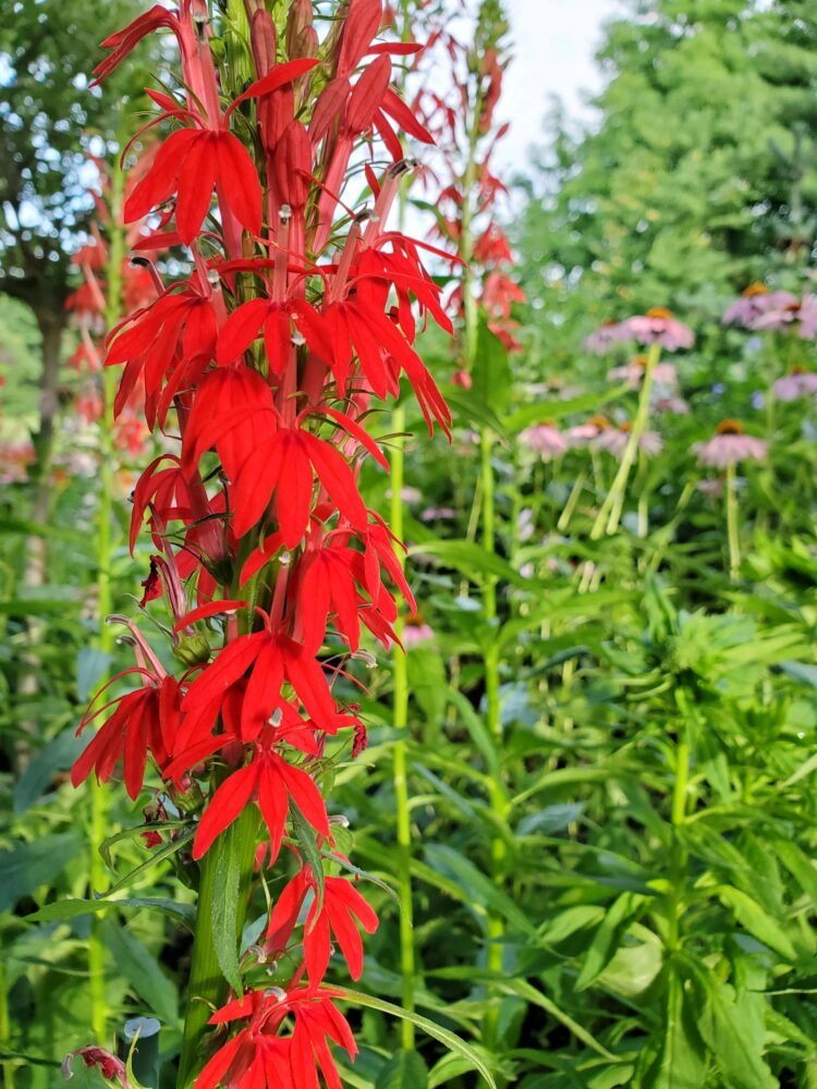 Cardinal Flower (Lobelia cardinalis)