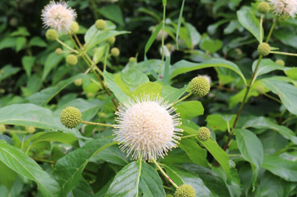 Flowering Trees Shrubs 2024